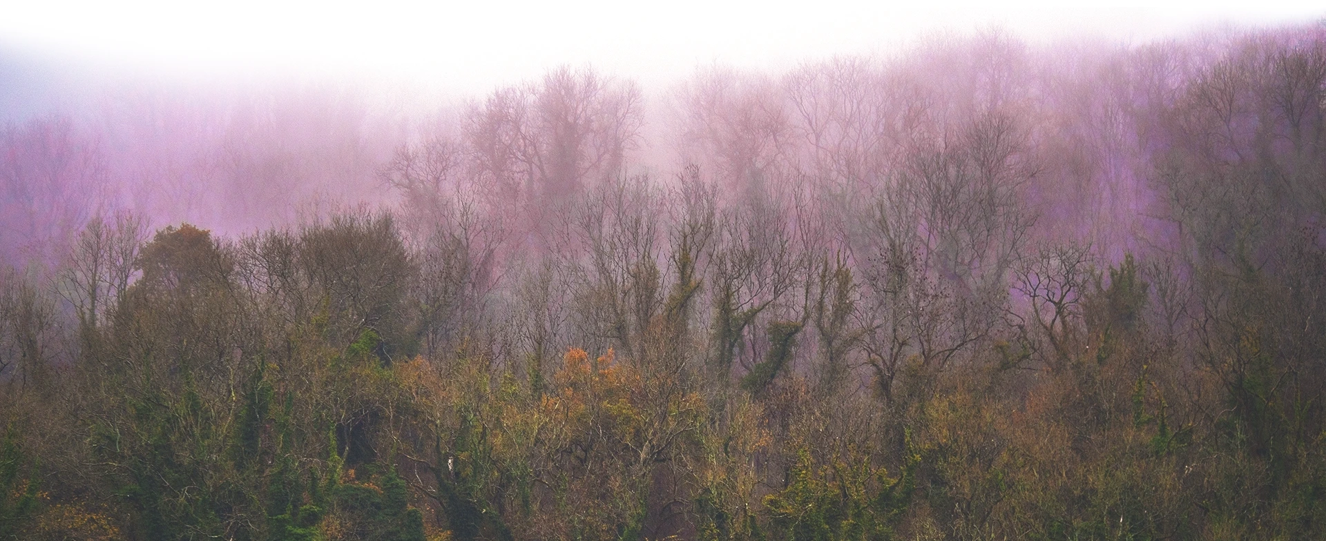 P1021813 Woodland Mist 3.1 SLIM