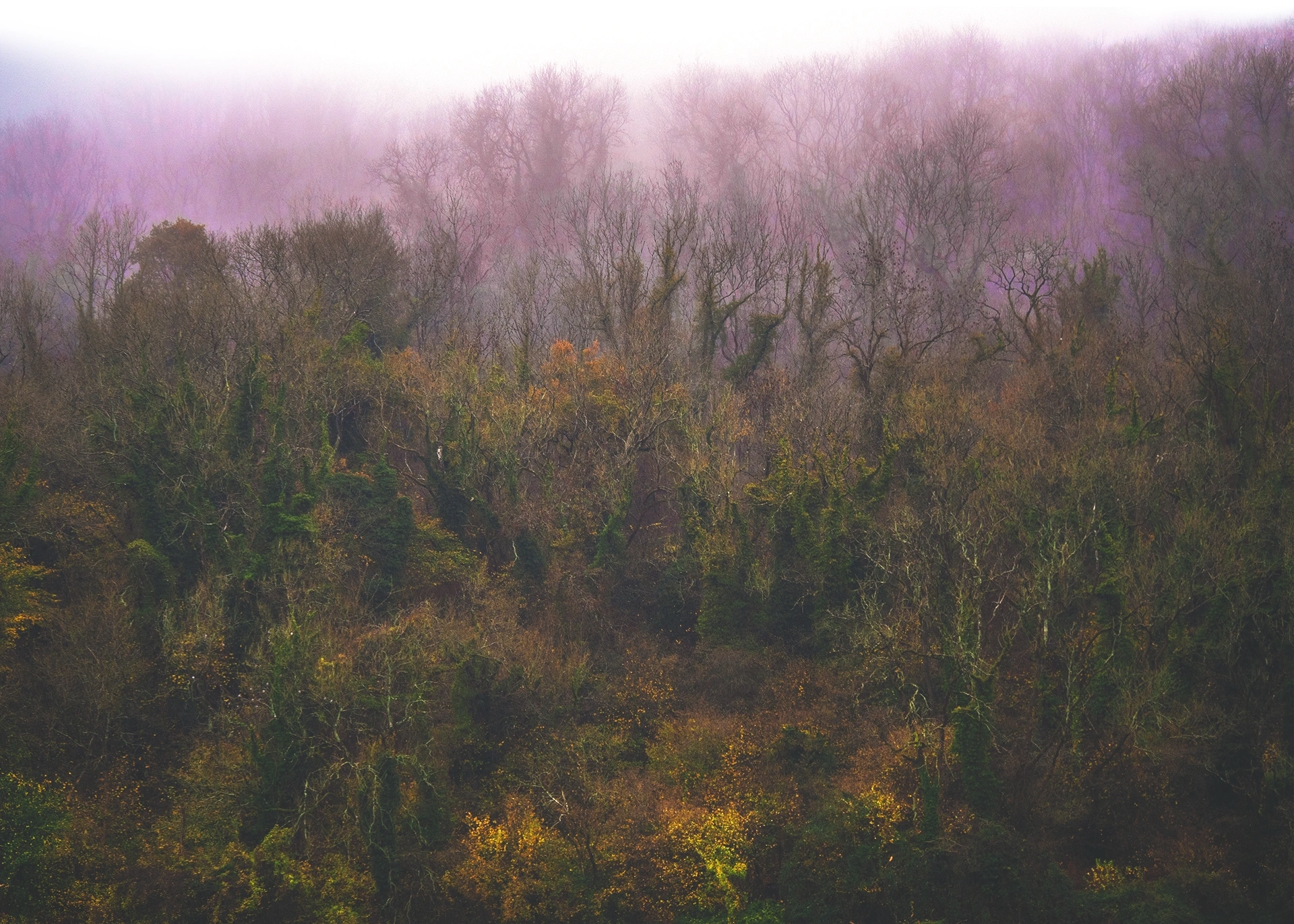 P1021813 Woodland Mist 3.1 copy